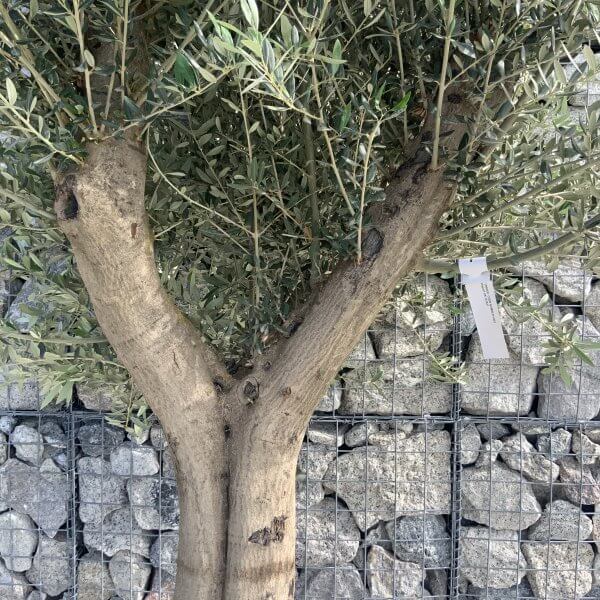 Tuscan Olive Tree XXL Fluted/Chunky Multi Stem H532 - CDEBF64E EA25 4E95 ADB8 F9449F6BC865 scaled