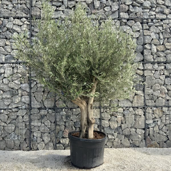 Tuscan Olive Tree XXL Fluted/Chunky Multi Stem H519 - D1D8F9EF DD9C 4418 8E49 FA95768A79CC scaled