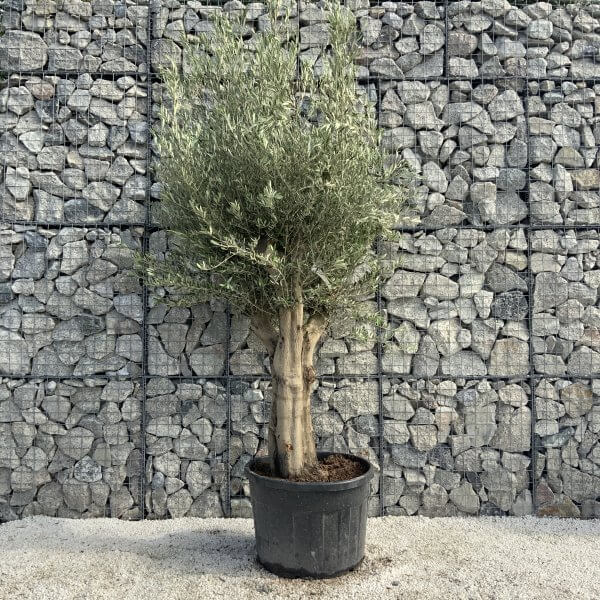 Tuscan Olive Tree XXL Fluted/Chunky Multi Stem H528 - D3C467D4 D324 4A79 B1F0 847177E9BC59 scaled