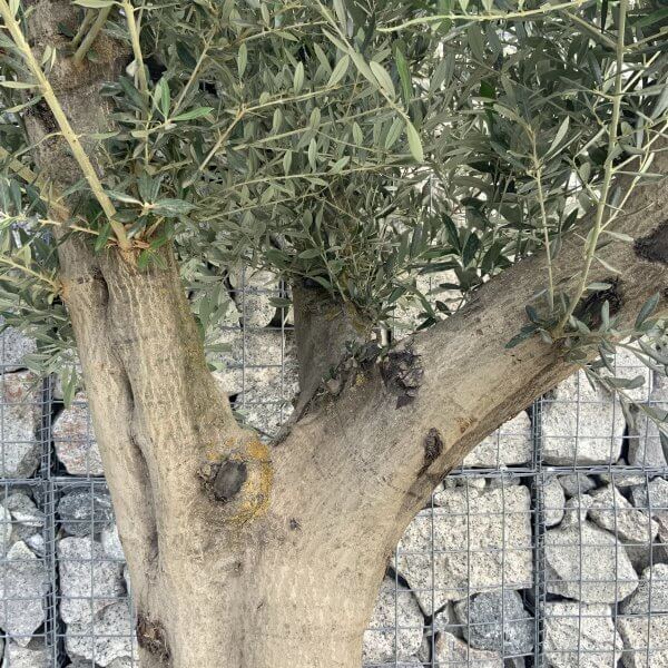Tuscan Olive Tree XXL Fluted/Chunky Multi Stem H515 - D815577C 02A2 4A1B 8F64 6875F0208BFA scaled
