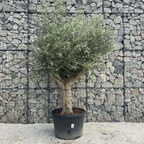 Tuscan Olive Tree XXL Fluted/Chunky Multi Stem H511 - DD64724E 22BE 4033 8F88 4938DA7BE87D scaled
