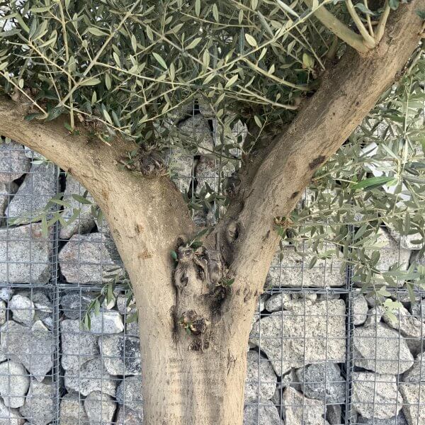 Tuscan Olive Tree XXL Fluted/Chunky Multi Stem H520 - E2E54567 FF40 4B67 80B6 089EACCD7DA4 scaled