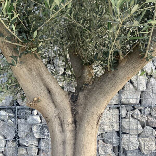 Tuscan Olive Tree XXL Fluted/Chunky Multi Stem H527 - E3278101 A67C 454A B530 8E1495A6C210 scaled
