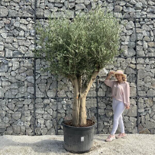 Tuscan Olive Tree XXL Fluted/Chunky Multi Stem H530 - E4F8F57B 3470 4F5C 9A2C A46B1BF64A6C scaled