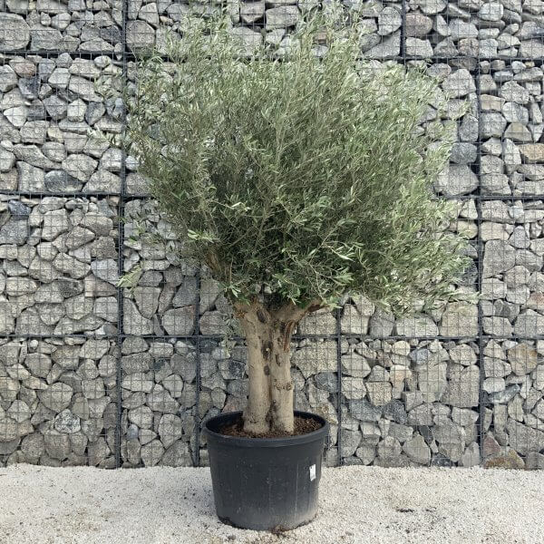 Tuscan Olive Tree XXL Fluted/Chunky Multi Stem H509 - E95773A9 4814 4CE0 BBDF 9C2C49B39E7A scaled