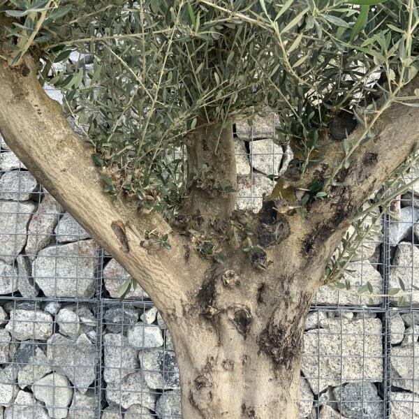 Tuscan Olive Tree XXL Fluted/Chunky Multi Stem H516 - F3041A8F 07DA 4D70 BEB0 F00BBEF26F37 scaled