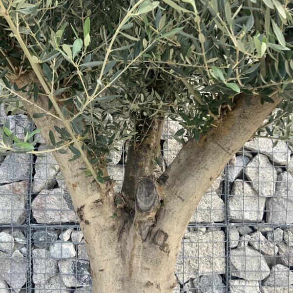 Tuscan Olive Tree XXL Fluted/Chunky Multi Stem H514 - F4BD9864 FC3C 4B68 B399 50CFD31C089C scaled