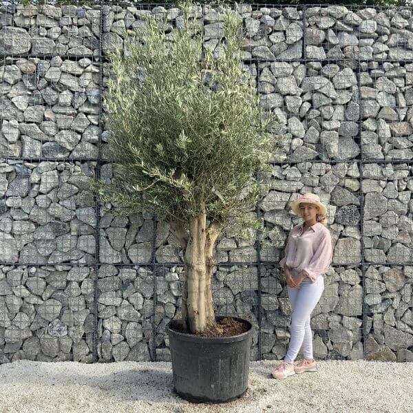 Tuscan Olive Tree XXL Fluted/Chunky Multi Stem H528 - F8292F34 8E89 4690 8708 206E804DBD1B scaled