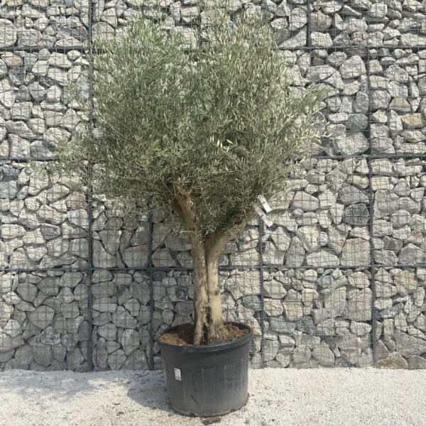 Tuscan Olive Tree XXL Fluted/Chunky Multi Stem H667 - 0006952D F838 4338 9DAA E0FC90649CDD 1 105 c