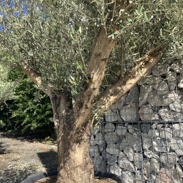 Gnarled Olive Tree Multi Stem H606 - 0026CCF3 4D0F 40C3 9E6C 9CD5396A613D 1 105 c