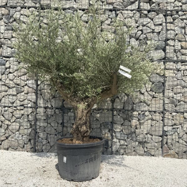 Gnarled Olive Tree Multi Stem H669 - 00AF71B8 2B0B 43E8 ABEF 27875411B806 1 105 c