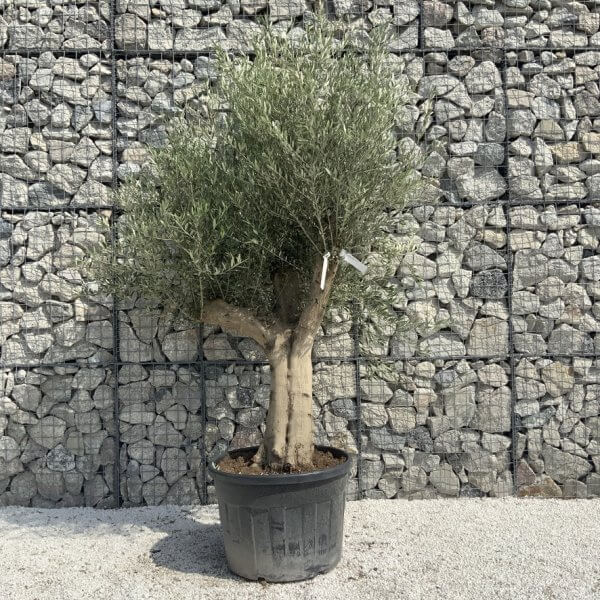 Tuscan Olive Tree XXL Fluted/Chunky Multi Stem H645 - 01FA843A 60A1 4019 A88B B29B96E7FA13 1 105 c