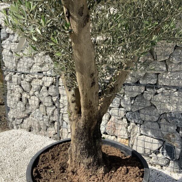 Gnarled Olive Tree XL Multi Stem Low Bowl H720 - 021E415A 9E52 4CD7 B76D 27E20F874D66 1 105 c