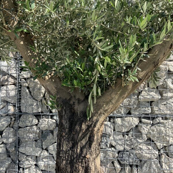Gnarled Olive Tree Multi Stem H601 - 03399987 B0DC 4916 BD9D C93045BE3CB2 scaled