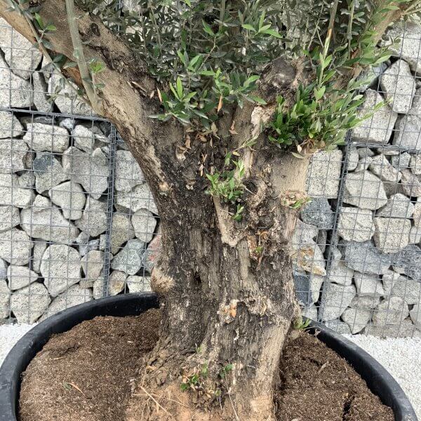 Gnarled Olive Tree XL Multi Stem Low Bowl H556 - 04262C95 EDDF 489E 9CA7 FFA055B1195C scaled