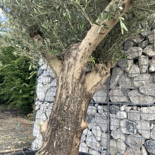 Gnarled Olive Tree Multi Stem H614 - 05217E74 0AD6 45AD 8159 C43E55C6141A 1 105 c