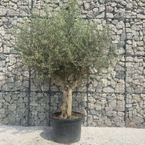 Tuscan Olive Tree XXL Fluted/Chunky Multi Stem H666 - 0666875A 4752 47DC ADCB 5502C7EC9659 1 105 c
