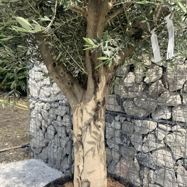 Tuscan Olive Tree XXL Fluted/Chunky Multi Stem H652 - 06D1F994 FB41 4FE3 AF6E 2CF414214E0C 1 105 c