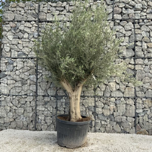 Tuscan Olive Tree XXL Fluted/Chunky Multi Stem H534 - 081F0495 3C7D 47D3 B799 016187E8C863 1 105 c