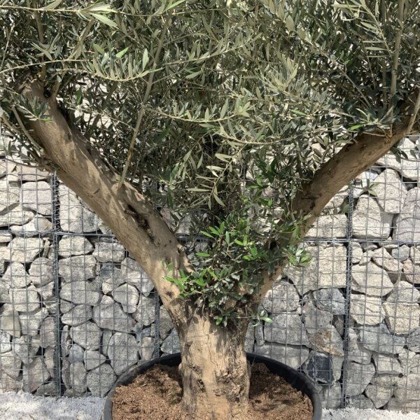 Gnarled Olive Tree Multi Stem H678 - 0BA3D848 6F85 4919 926A 30D4073F7016 1 105 c