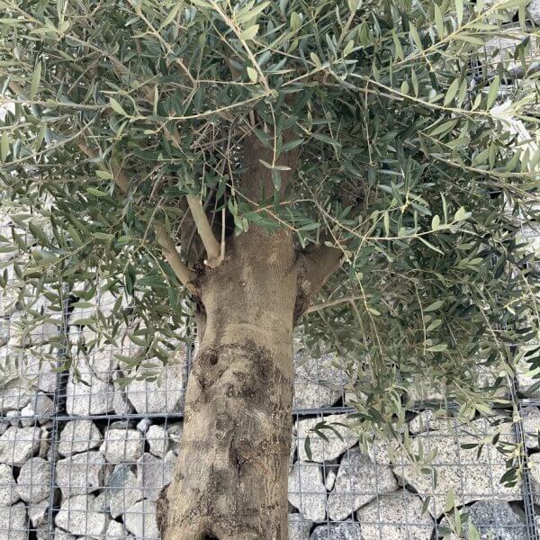 Olive Tree Super Tuscan Chunky Trunk (Individual) H631 - 0CE8C843 2A1F 4011 9A77 B642E35CEC7A 1 105 c