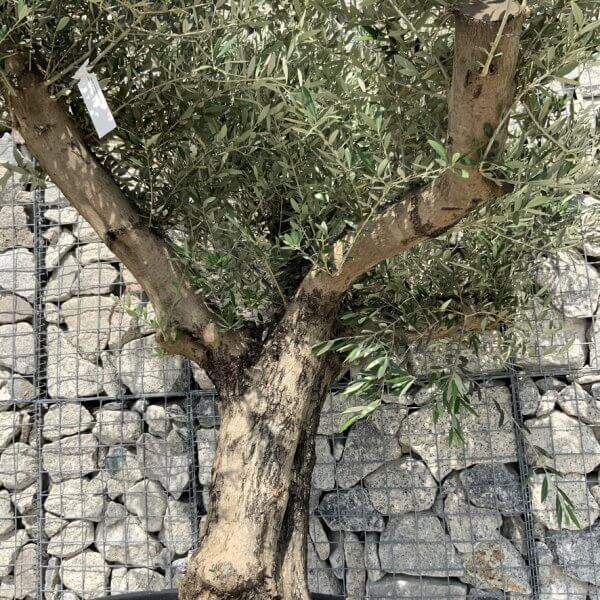 Gnarled Olive Tree Multi Stem H694 - 0EDDEA55 8A68 4617 8B23 32C51D203FEA 1 105 c