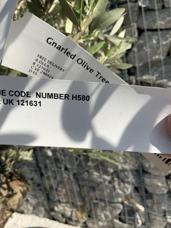 Gnarled Olive Tree Multi Stem H580 - 10592ED7 53F4 4B1B 940A 2B192FAEB785 scaled