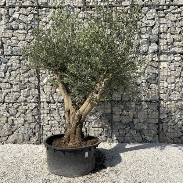 Gnarled Olive Tree XL Multi Stem Low Bowl H730 - 11512186 76AA 4144 968A 584DF69373EF 1 105 c