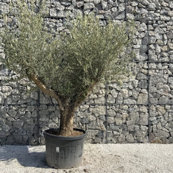 Gnarled Olive Tree Multi Stem H600 - 12FF508F D8FB 4CC4 BB45 9E3D71100573 1 105 c 1