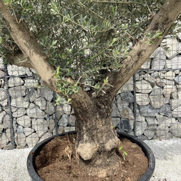 Gnarled Olive Tree XL Multi Stem Low Bowl H571 - 17575ACB BD13 4565 937E 1D0FEFFC42CF 1 105 c