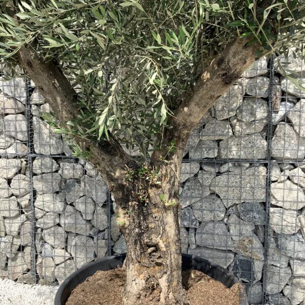 Gnarled Olive Tree Multi Stem H690 - 17F532E5 887E 4DFF BE04 AE0643679524 1 105 c