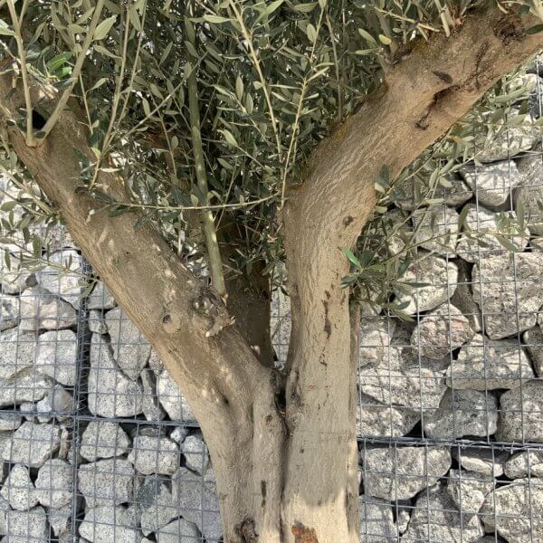 Tuscan Olive Tree XXL Fluted/Chunky Multi Stem H641 - 18794501 8DD4 465A 878D 0842EC6D60EF 1 105 c