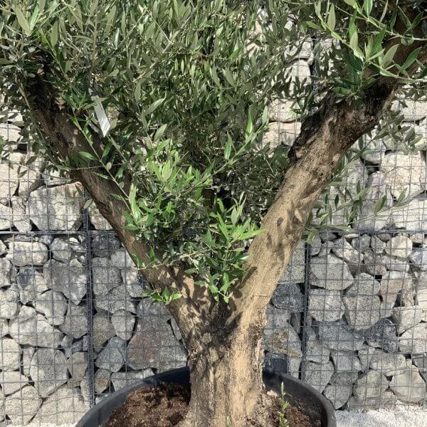 Gnarled Olive Tree Multi Stem H684 - 19699964 C426 40CC 9546 6BA6511E326F 1 105 c