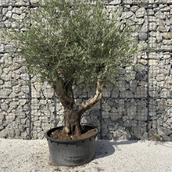 Gnarled Olive Tree XL Multi Stem Low Bowl H706 - 19B1127B 2112 4E14 830C A605DAF7D4BE 1 105 c