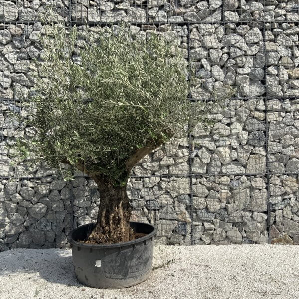 Gnarled Olive Tree XL Multi Stem Low Bowl H618 - 19B2D7DF 3DD8 4256 B757 04101C1D9014 1 105 c