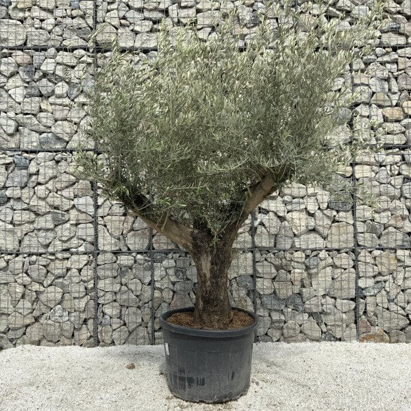 Gnarled Olive Tree Multi Stem H546 - 1A1C7467 0496 44B6 B619 E8567326B982 scaled