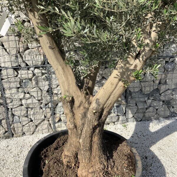 Gnarled Olive Tree XL Multi Stem Low Bowl H730 - 1B3C5555 A270 4137 9721 55FC9479DC28 1 105 c
