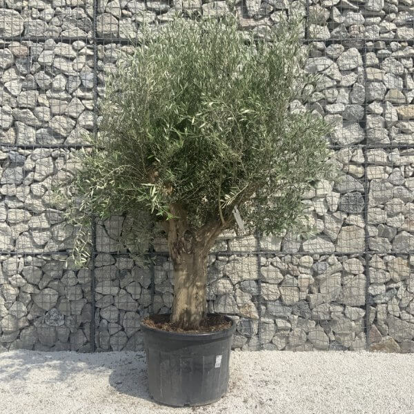 Tuscan Olive Tree XXL Fluted/Chunky Multi Stem H660 - 1B7B56C5 EE7B 44D7 9AAD 96920F698A7B 1 105 c