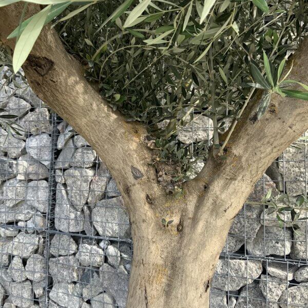 Tuscan Olive Tree XXL Fluted/Chunky Multi Stem H540 - 1BF04CBD 9EC7 481D B292 EDBDFBB28783 1 105 c