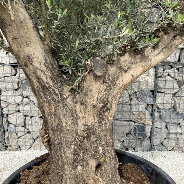 Gnarled Olive Tree XL Multi Stem Low Bowl H578 - 1C5B95E8 442B 45D6 9271 FFB76D9DA5F1 1 105 c