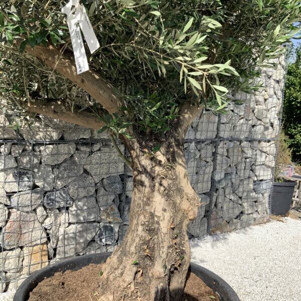 Gnarled Olive Tree XL Multi Stem Low Bowl H726 - 1D381CE4 5224 4095 B854 664336F4FE1F 1 105 c