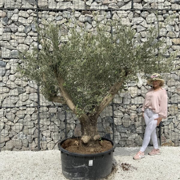 Gnarled Olive Tree XL Multi Stem Low Bowl H571 - 1DB13E50 1EDD 4473 AEBF 991F00ABAF6C 1 105 c