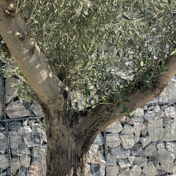 Gnarled Olive Tree Multi Stem H580 - 1DD7645D 9FB3 474A AA29 8CAD30BD0093 scaled