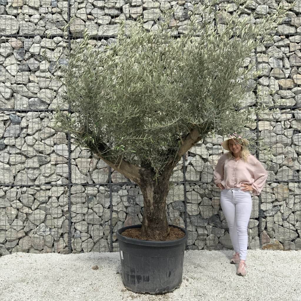 Gnarled Olive Tree Multi Stem H546 - Sutton Manor Nursery