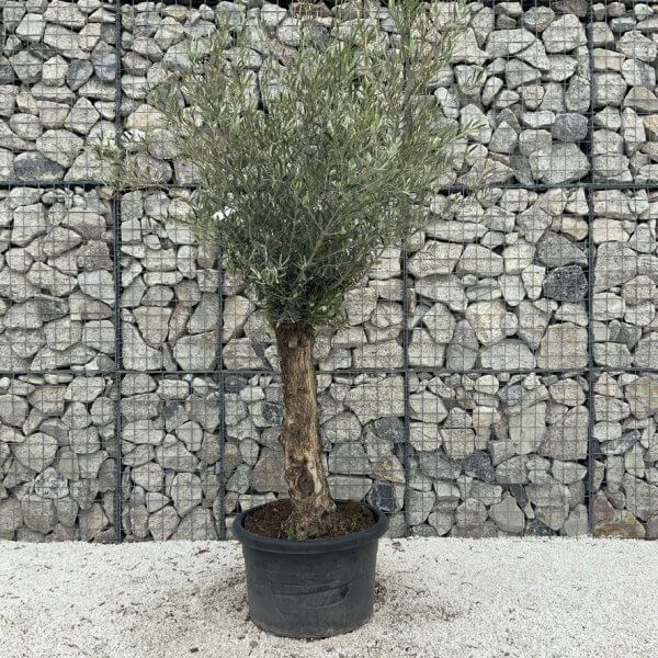 Semi Gnarled Olive Tree H849 - 1F988004 9410 4CC8 B8EF 660FE51C4AFA 1 105 c