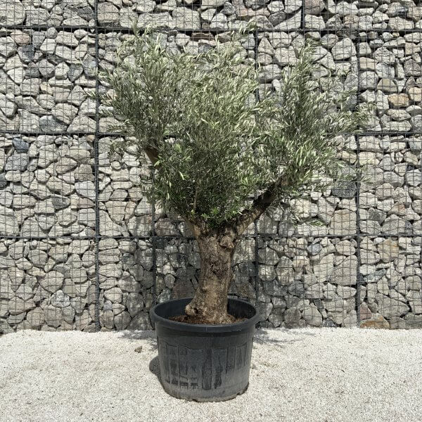 Gnarled Olive Tree Multi Stem H543 - 1FB0CD99 1228 45F7 B94B A0F6A956221F scaled
