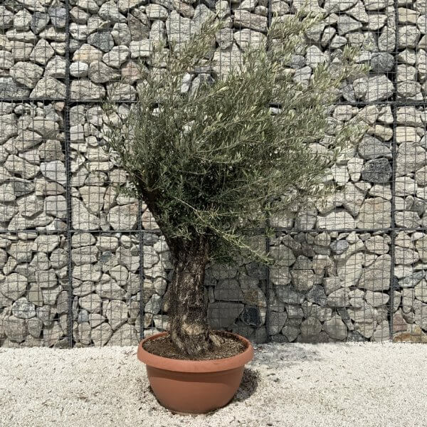 Olive Tree Gnarled XXL Natural Crown (In Patio Pot) H901 - 2093430E FD71 4B61 9079 5ACAA484EEA7 1 105 c