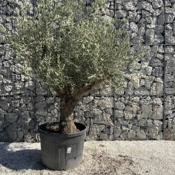 Gnarled Olive Tree Multi Stem H592 - 2171632F EF86 496C 8635 D5BB1558A7A9 1 105 c