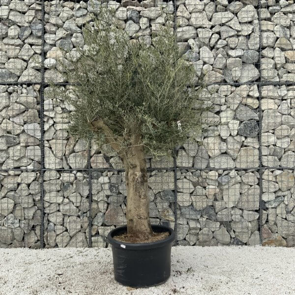 Olive Tree Super Tuscan Chunky Trunk (Individual) H637 - 228339AA DC7D 424E A19C AE43124CC34B 1 105 c
