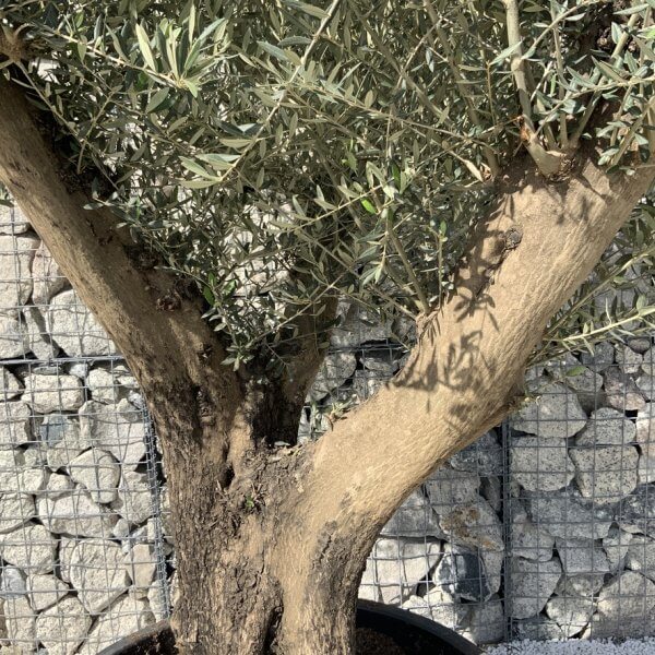 Gnarled Olive Tree XL Multi Stem Low Bowl H708 - 2310553A 1629 4264 A4D7 D3B7B368008A 1 105 c